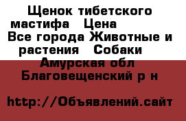 Щенок тибетского мастифа › Цена ­ 60 000 - Все города Животные и растения » Собаки   . Амурская обл.,Благовещенский р-н